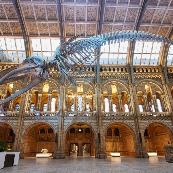Hintze Hall, Natural History Museum